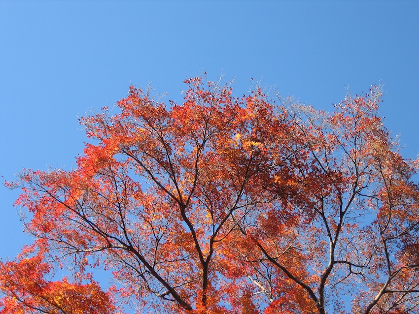 浅間山の秋15
