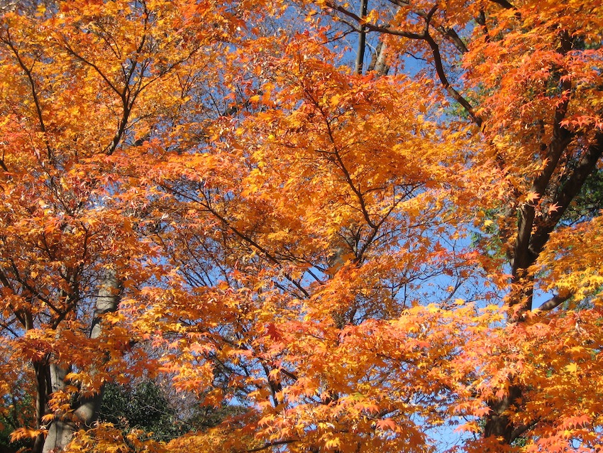 浅間山の秋16