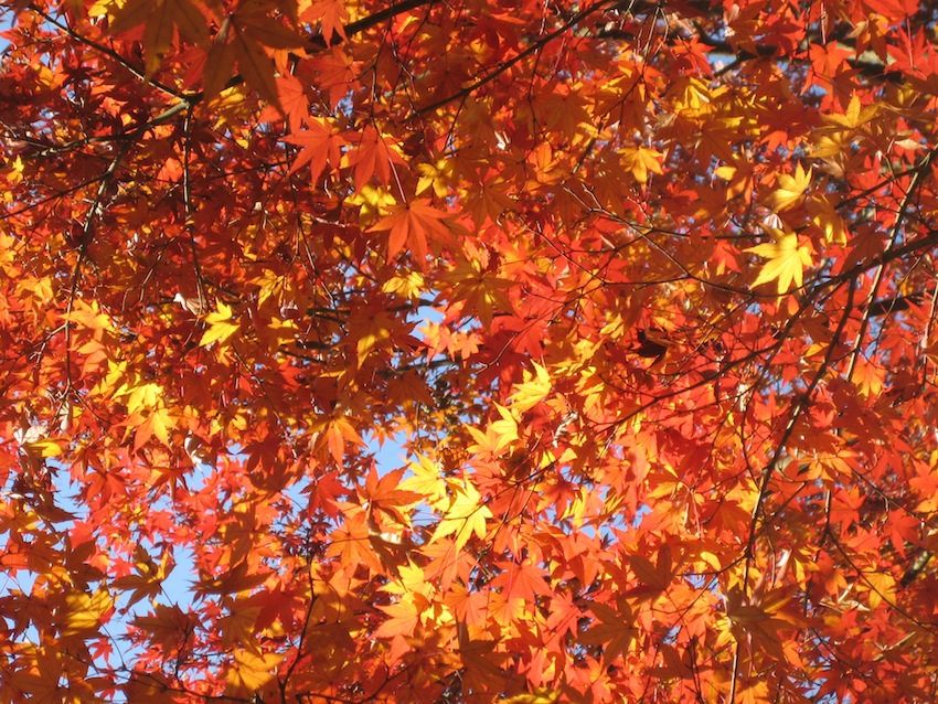 浅間山の秋3